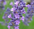 Lavender - organic
