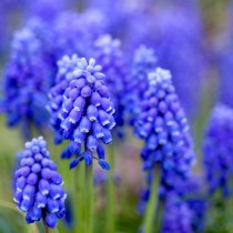 Hyacinth essential oil