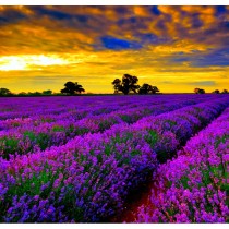 Lavender French