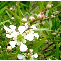 Lemon-scented tea tree essential oil