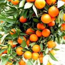Tangerine essential oil 